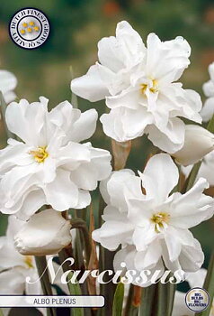 82110  NARCISSUS  ALBO PLENUS       DOUBLE