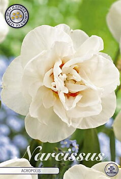 82105  NARCISSUS  ACROPOLIS       DOUBLE