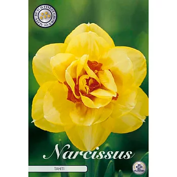 82140  NARCISSUS  TAHITI      DOUBLE