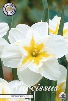 82180NARCISSUSLEMON BEAUTY    SPLITCROWN