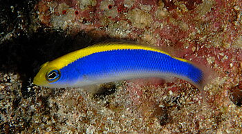 Pseudochromis flavivertex (reef safe)