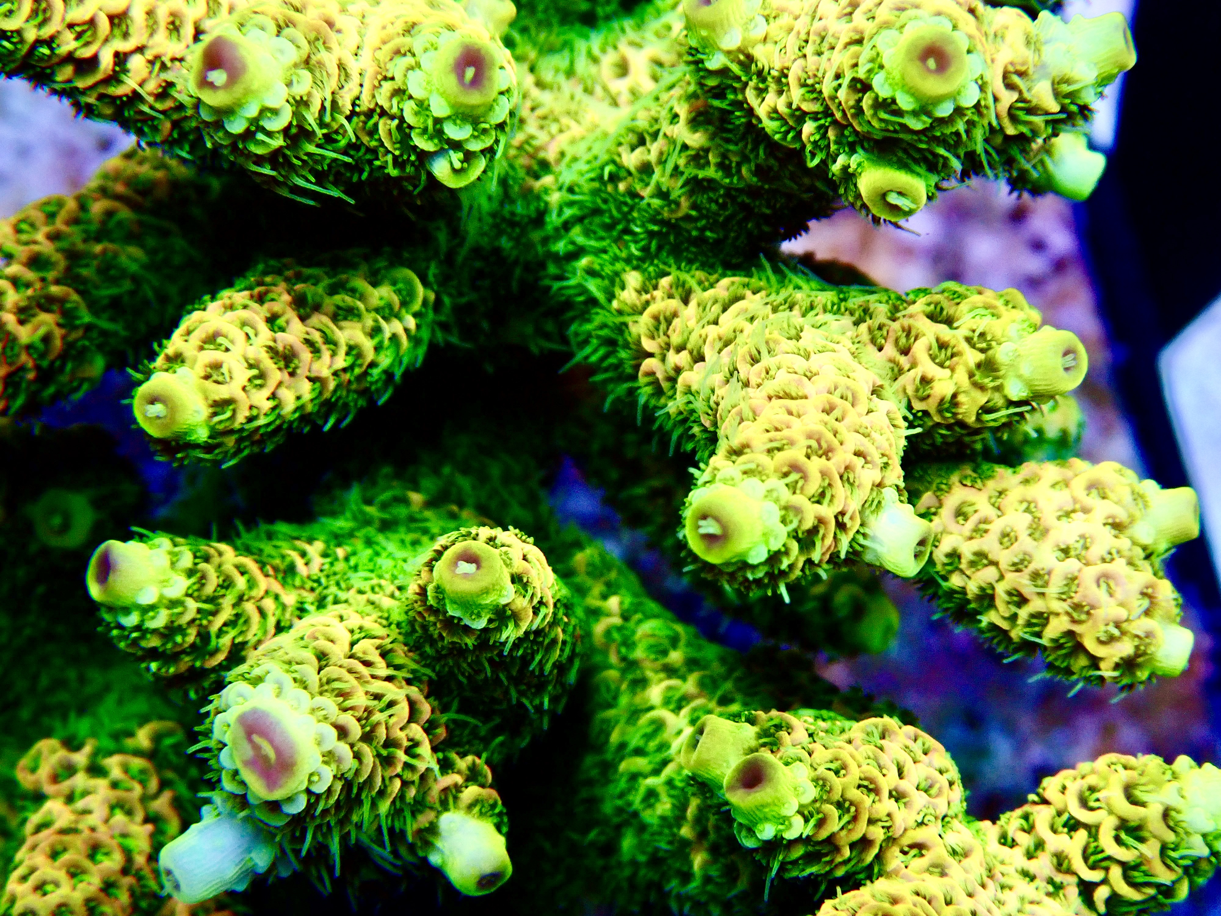 Acropora Millepora OOL Sunny Beach