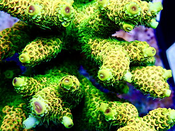 Acropora Millepora OOL Sunny Beach