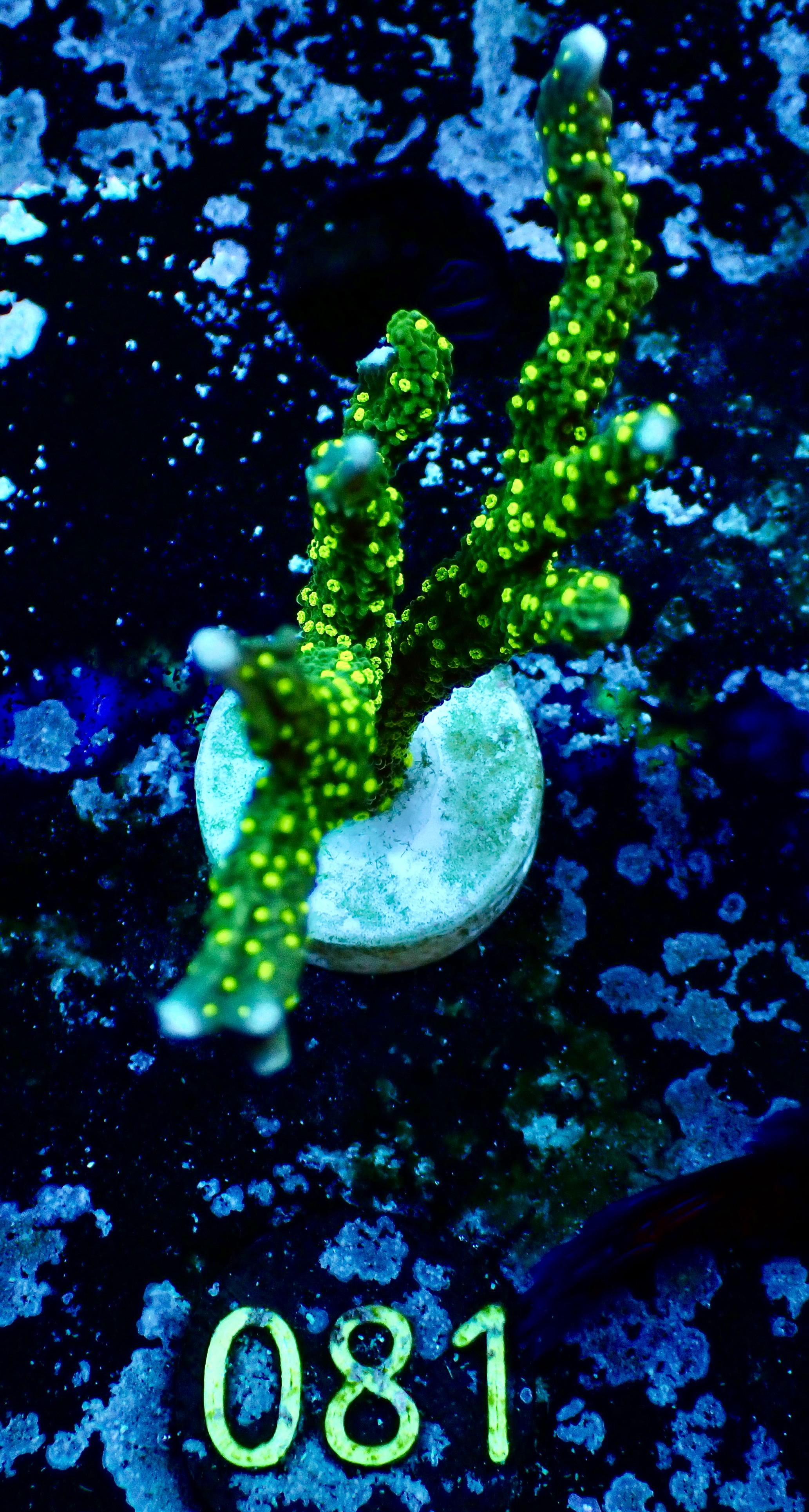 Montipora stellata