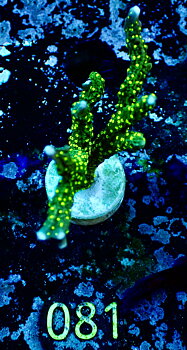 Montipora stellata