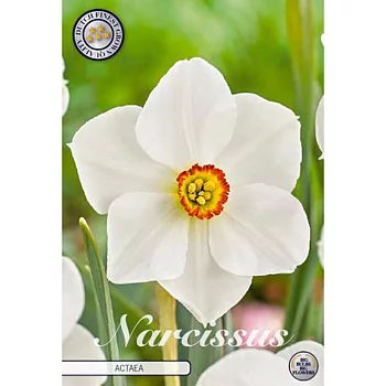 82000  NARCISSUS  ACTAEA      POETICUS