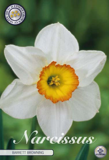 82020  NARCISSUS  BARRETT BROWNING      TRUMPET