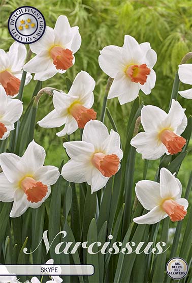 82225  NARCISSUS  SKYPE       CYCLAMINEUS