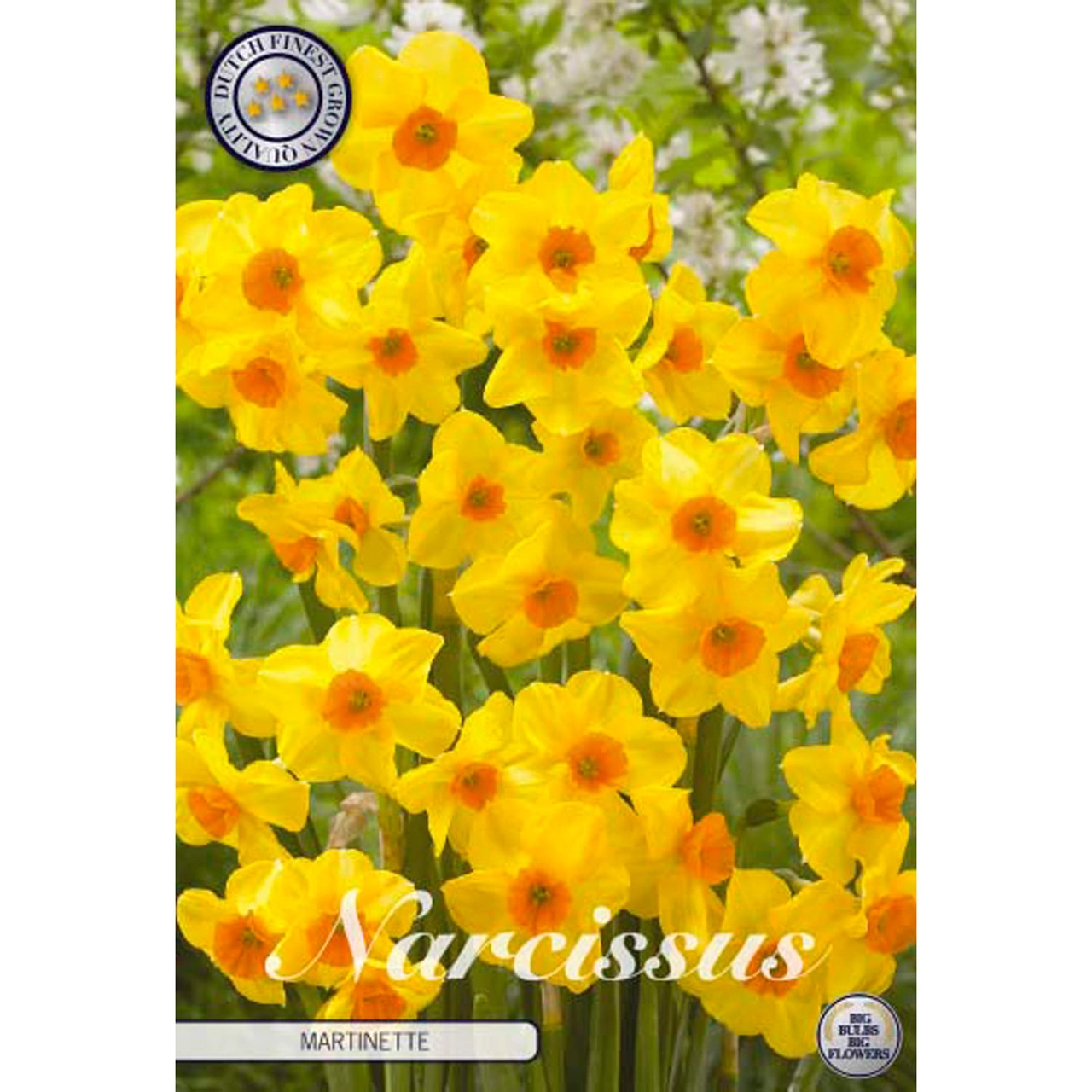 82230  NARCISSUS  MARTINETTE       TAZETTA