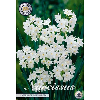 82240  NARCISSUS  PAPERWHITE GRANDIFLORA      TAZETTA