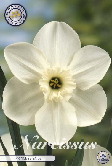 82080  NARCISSUS  PRINCESS ZAIDE      SMALL CUPPED