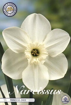 82080  NARCISSUS  PRINCESS ZAIDE      SMALL CUPPED