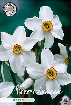 82255  NARCISSUS  RECURVUS       POETICUS