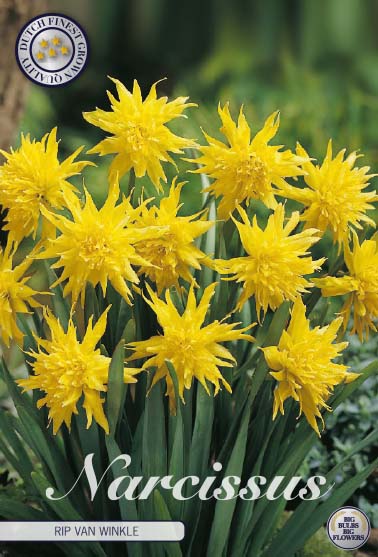 82260  NARCISSUS  RIP VAN WINKLE      MINOR PUMILIS