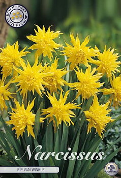 82260  NARCISSUS  RIP VAN WINKLE      MINOR PUMILIS