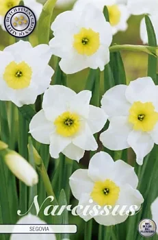 82270  NARCISSUS  SEGOVIA      SMALL CUPPED