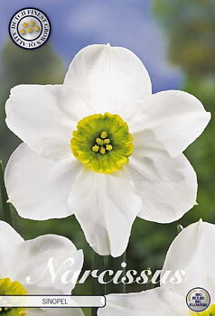 82275  NARCISSUS  SINOPEL       SMALL CUPPED