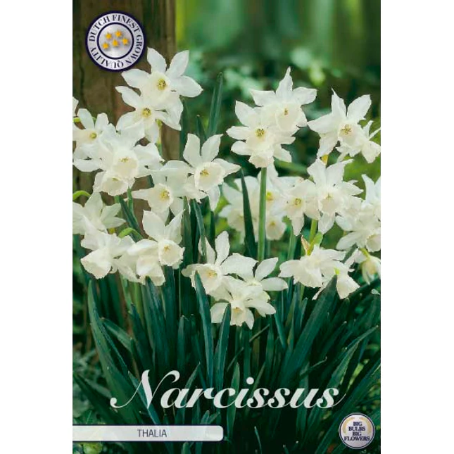 82295  NARCISSUS  THALIA      TRIANDRUS