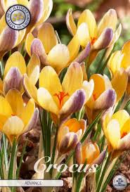 84245  CROCUS  ADVANCE      BOTANICAL
