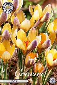 84245  CROCUS  ADVANCE      BOTANICAL