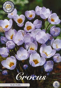 84255  CROCUS  BLUE PEARL      BOTANICAL