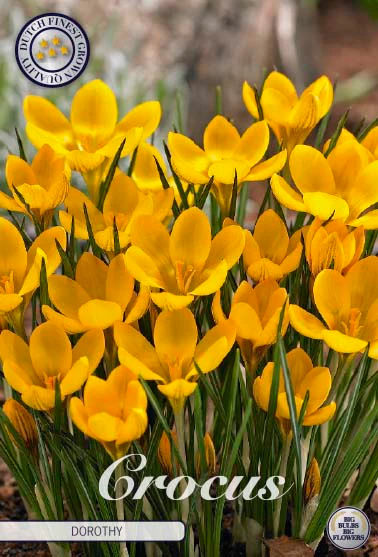84265  CROCUS  DOROTHY      BOTANICAL