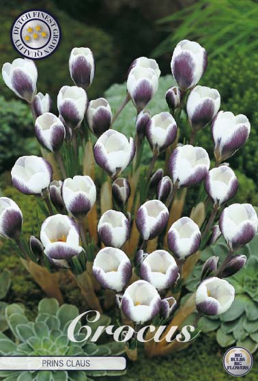 84280  CROCUS  PRINS CLAUS      CHRYSANTHUS