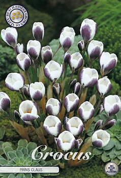84280  CROCUS  PRINS CLAUS      CHRYSANTHUS