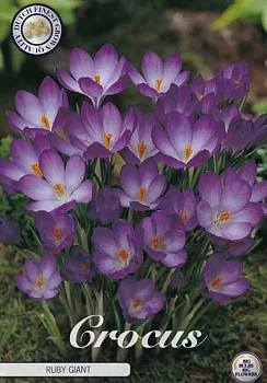 84285  CROCUS  RUBY GIANT      CHRYSANTHUS