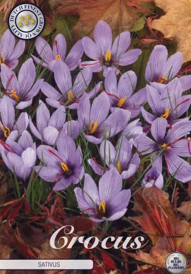 84290  CROCUS  SATIVUS      CHRYSANTHUS
