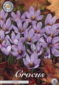 84290  CROCUS  SATIVUS      CHRYSANTHUS