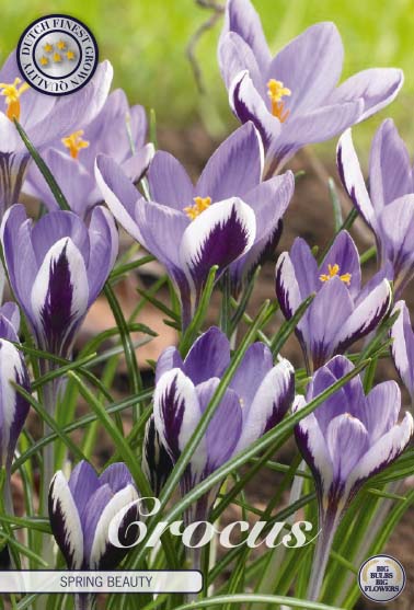 84305  CROCUS  SPRING BEAUTY      CHRYSANTHUS