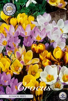 84310  CROCUS  BOTANICAL MIXED