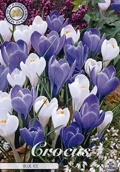 84315  CROCUS  BLUE ICE       VERNUS