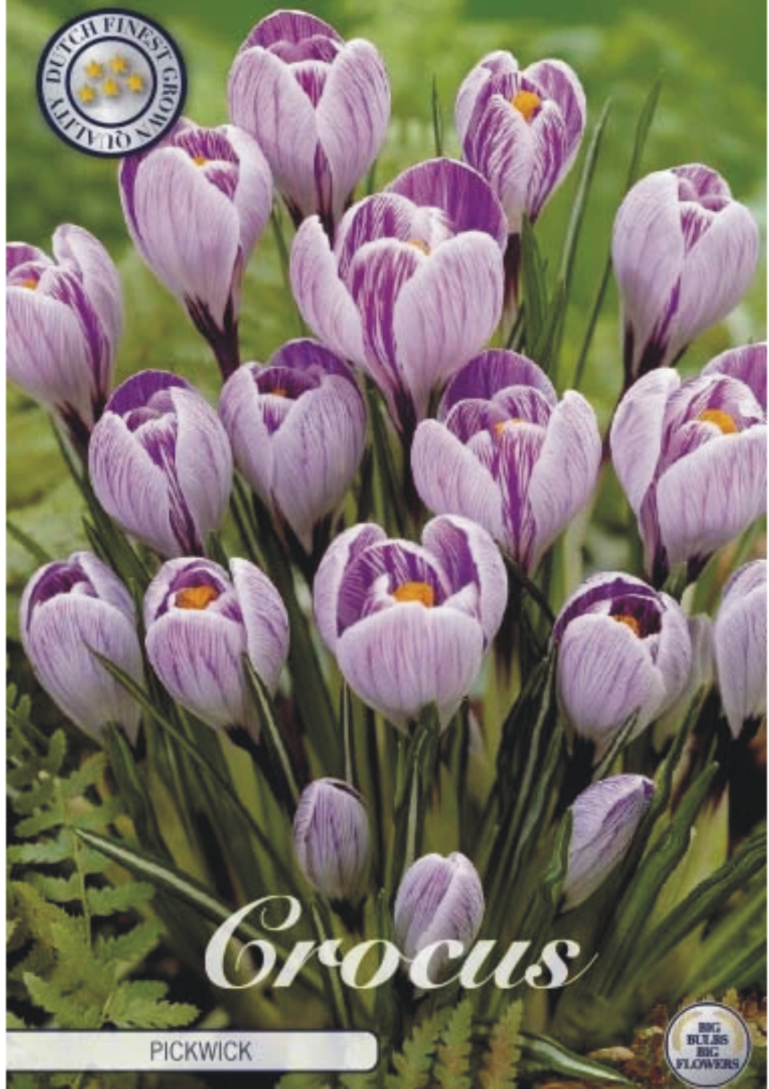 84330  CROCUS  PICKWICK      VERNUS