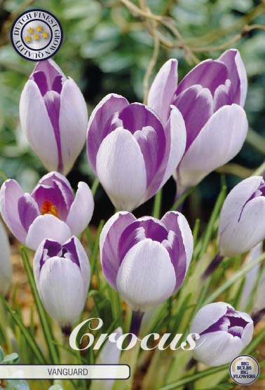 84340  CROCUS  VANGUARD      VERNUS
