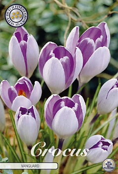 84340  CROCUS  VANGUARD      VERNUS