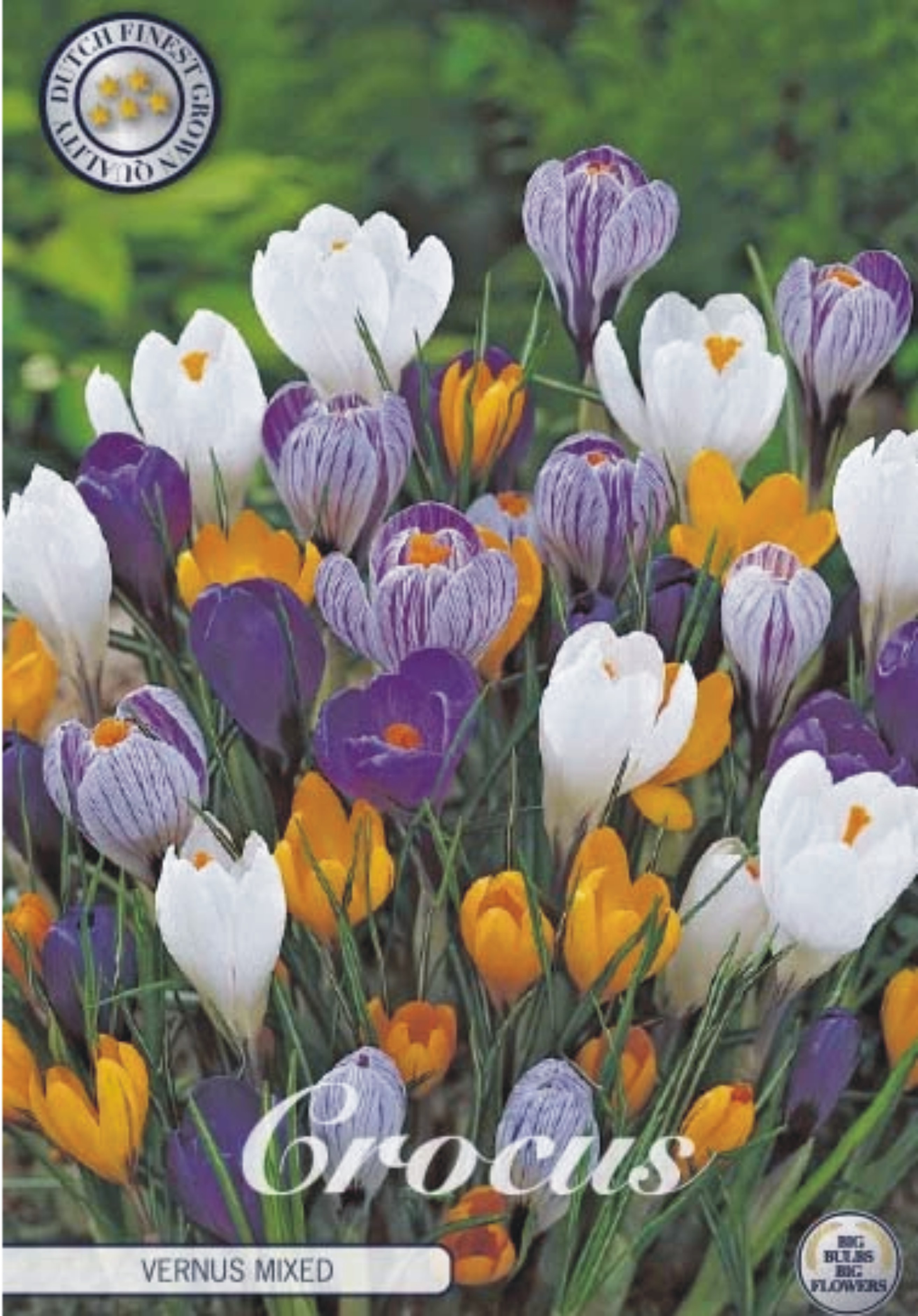 84345  CROCUS  MIXED      VERNUS