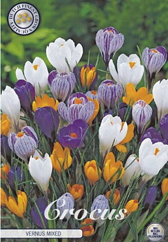 84345  CROCUS  MIXED      VERNUS