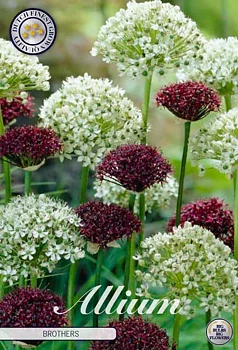 84005  BROTHER    ALLIUM