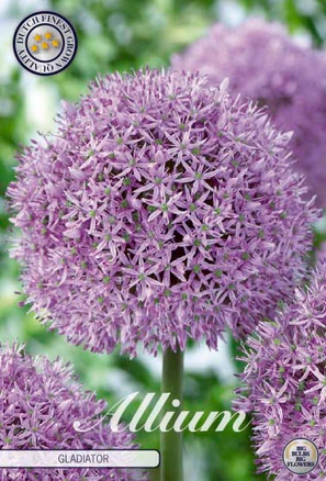 84030  GLADIATOR    ALLIUM