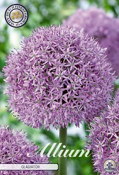 84030  GLADIATOR    ALLIUM