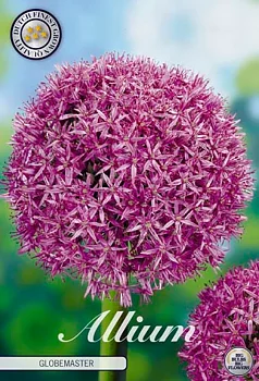 84035  GLOBEMASTER    ALLIUM