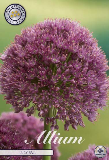 84055  LUCY BALL    ALLIUM