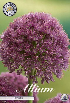 84055  LUCY BALL    ALLIUM