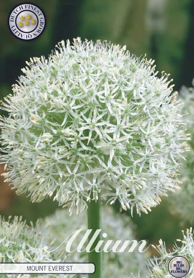 84065  MOUNT EVEREST    ALLIUM