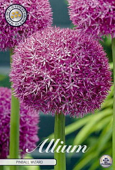 84085  PINBALL WIZARD    ALLIUM