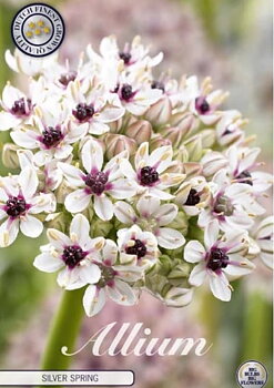 84110  SILVERSPRING    ALLIUM