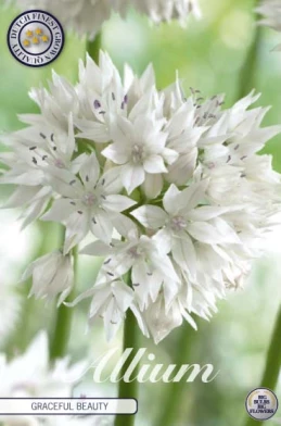 84040  GRACEFULL BEAUTY    ALLIUM