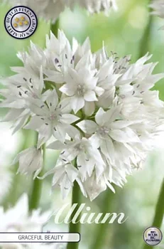 84040  GRACEFULL BEAUTY    ALLIUM